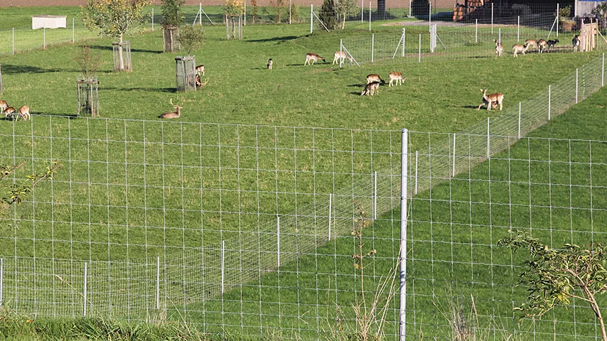 Tierhaltung-Hirschgehege-Knotengitterzaun.jpg